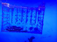 -芜湖新华联大白鲸海洋公园