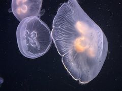 -大明湖海底世界