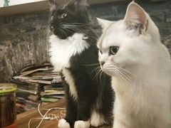 -猫色咖啡·猫咖