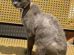 -琪喵猫屋·撸猫猫咖·猫舍