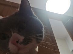 -房东的猫宠物生活馆