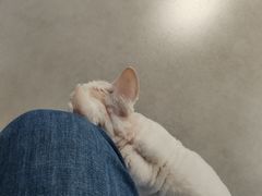 -琪喵猫屋·撸猫猫咖·猫舍