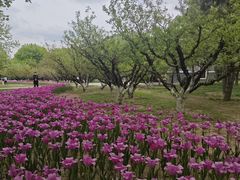 -朝阳公园