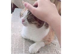 -隅cafe(傅厚岗店)