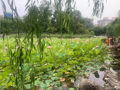 -莲湖公园