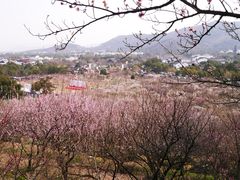 半山望梅林-香雪海