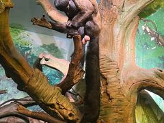 -广州长隆国际大马戏