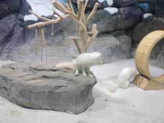-海合安青岛极地海洋公园