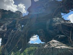 -奥兰多迪士尼动物王国乐园