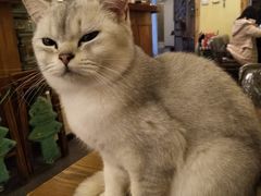 -猫色咖啡·猫咖