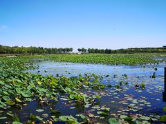 -天津东丽湖风景区