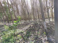 -长白岛森林公园