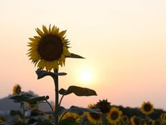 -光明小镇欢乐田园