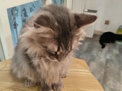 -楼上猫咖(罗湖店)