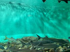 -太平洋海底世界