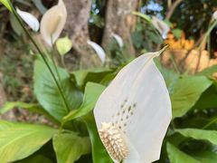 -瑞丽独树成林风景区