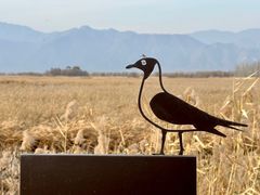 -野鸭湖国家湿地公园