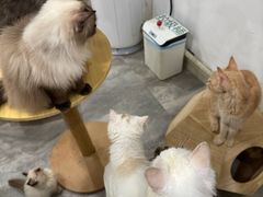 -楼上猫咖(罗湖店)