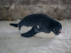 -上海海昌海洋公园