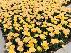 -上海鲜花港