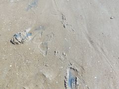 -天津东疆湾沙滩景区
