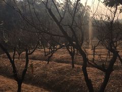 -南国桃园旅游度假区