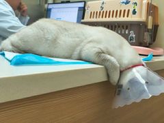 -全心全意连锁动物医院·微创中心·内科急重症·心脏专科(丰管路店)