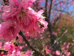 -天适樱花悠乐园
