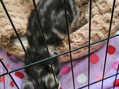 -爱侣·安琦尔宠物医院·中兽医针灸·心内科·狂犬免疫点(宝山区院)