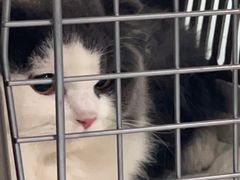 -宠物星动物医院·眼科·异宠·猫科(江南大道总院)