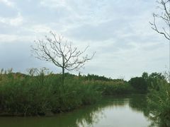 -大湾区中央湿地公园