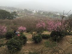 -香雪海