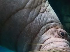 -哈尔滨波塞冬海底世界