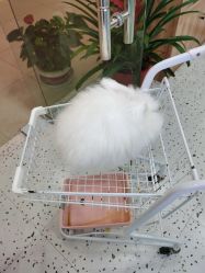 -Moni星球萌宠·小马宝莉·灵蛇·高端高阶全萌宠互动体验俱乐部(红豆国际广场店)