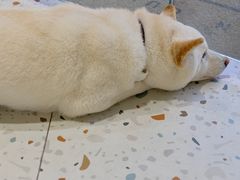 -柴务处·柴犬主题狗咖