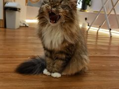 -COLOR PETS 撸猫馆·购猫·猫咖(长风大悦城店)