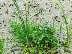 -长春市南湖公园