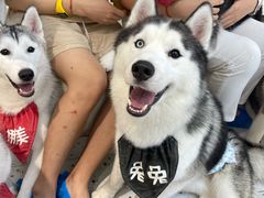 -Husky Go!哈士奇体验馆·宠物咖啡厅狗咖
