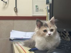 -艾贝尔宠物医院·狂犬免疫点(江山金象城店)