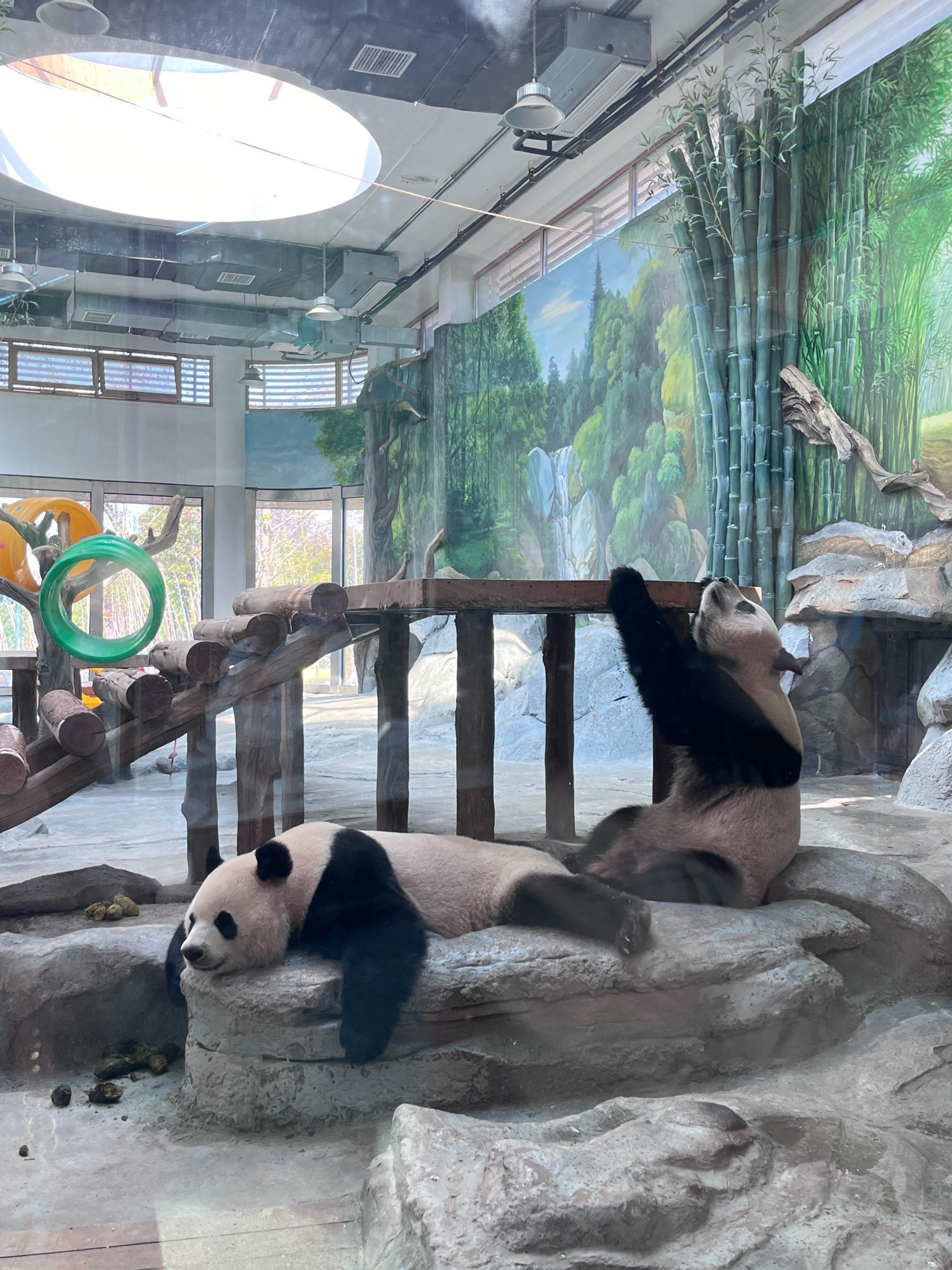 岳阳熊猫苑太好逛啦!