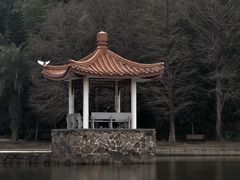 -深圳仙湖植物园