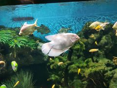 -锦艺城海洋馆