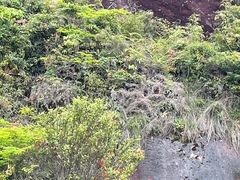 -玉苍山国家森林公园