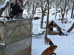 -宫城藏王狐狸村