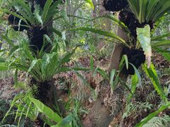 -深圳仙湖植物园