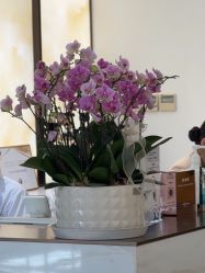 -四川米兰柏羽医学美容医院