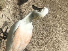 -新加坡飞禽公园