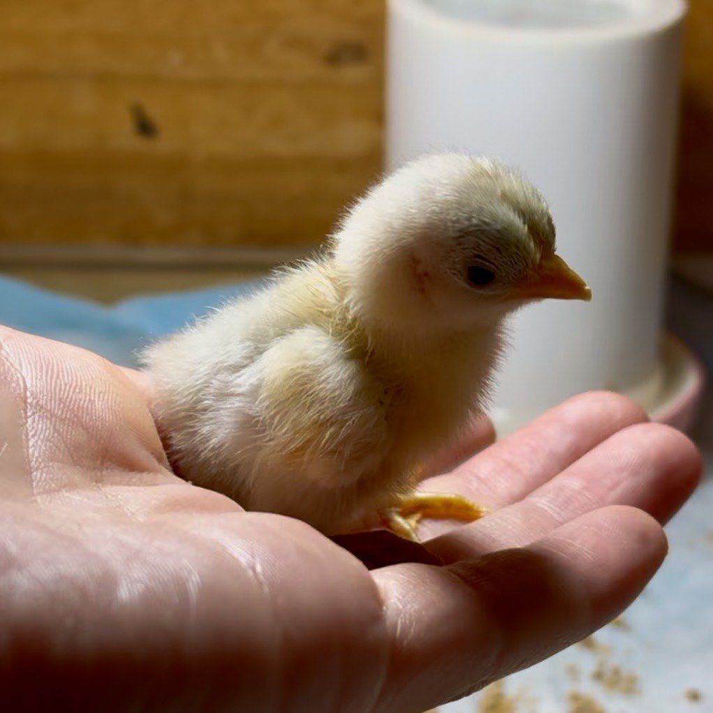 家有萌宠小鸡日常