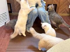 -MOCHA明星猫咖(田子坊店)