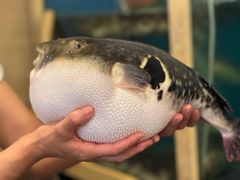 -天正河鲀·河豚亭(大连店)